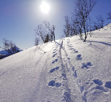 Skitouren in Lyngen